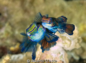Mandarin in love.... by Alberto D'este 